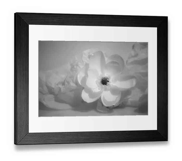Framed Print : Black and white flower Framed Print : Black and white flower