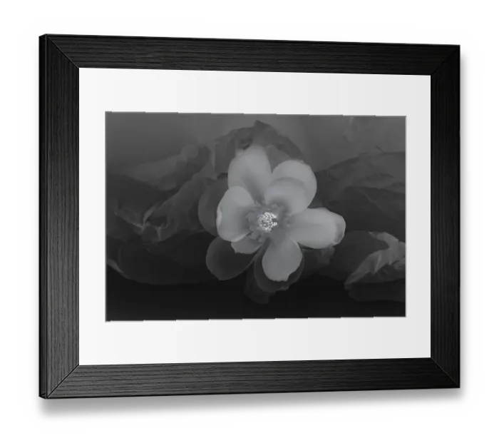 Framed Print : Black and white flower Framed Print : Black and white flower