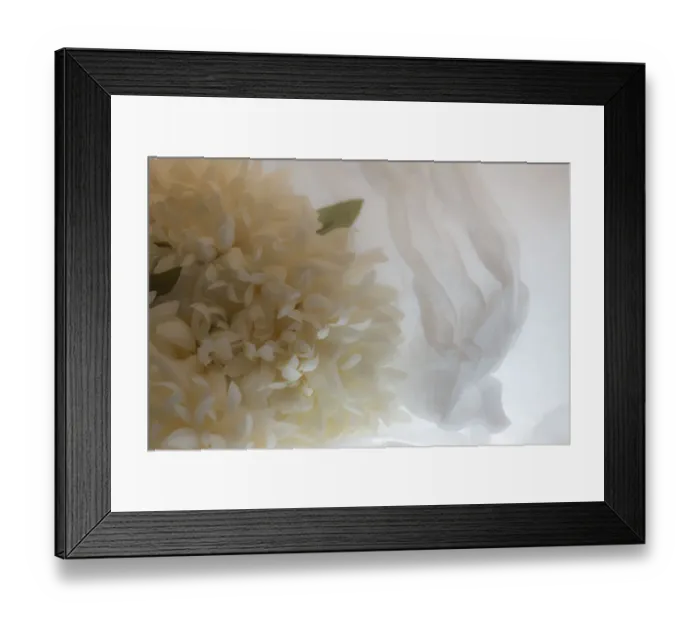 Framed Print : Close-up of flower Framed Print : Close-up of flower