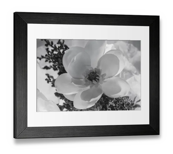 Framed Print : Close-up of flower Framed Print : Close-up of flower