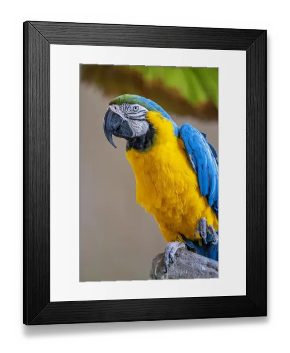 Framed Print : Blue-and-yellow Macaw Framed Print : Blue-and-yellow Macaw
