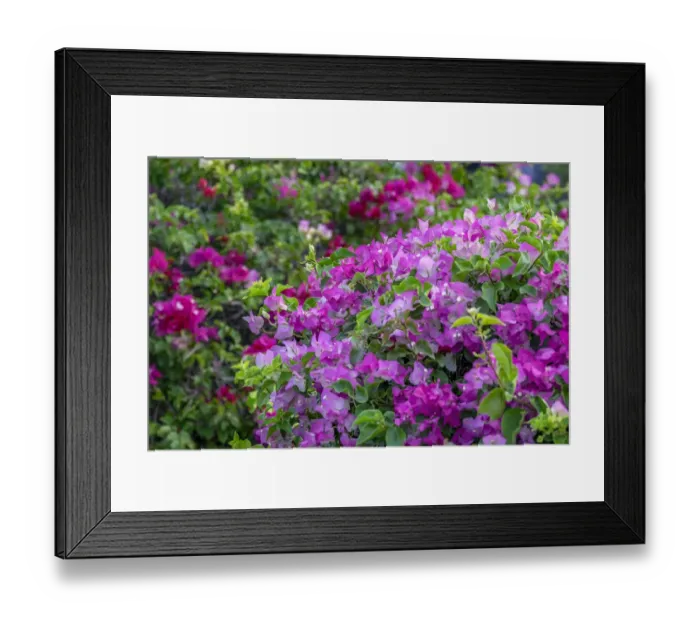 Framed Print : Bougainvillea in tropical garden Framed Print : Bougainvillea in tropical garden