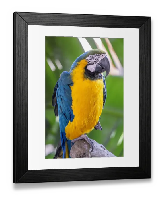 Framed Print : Blue-and-yellow Macaw Framed Print : Blue-and-yellow Macaw