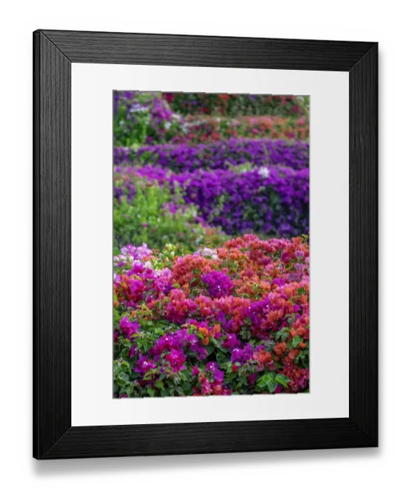 Framed Print : Bougainvillea in tropical garden Framed Print : Bougainvillea in tropical garden