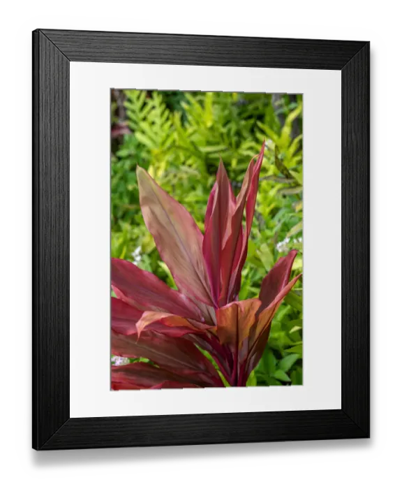 Framed Print : Cordyline fruticosa, Ti plant Framed Print : Cordyline fruticosa, Ti plant
