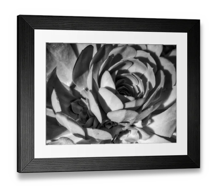 Framed Print : Closeup of a Succulent Framed Print : Closeup of a Succulent