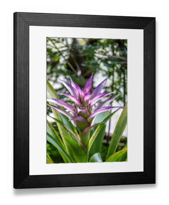 Framed Print : Bromeliad