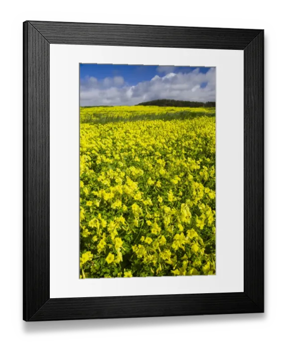 Framed Print : Field of Flowers Framed Print : Field of Flowers
