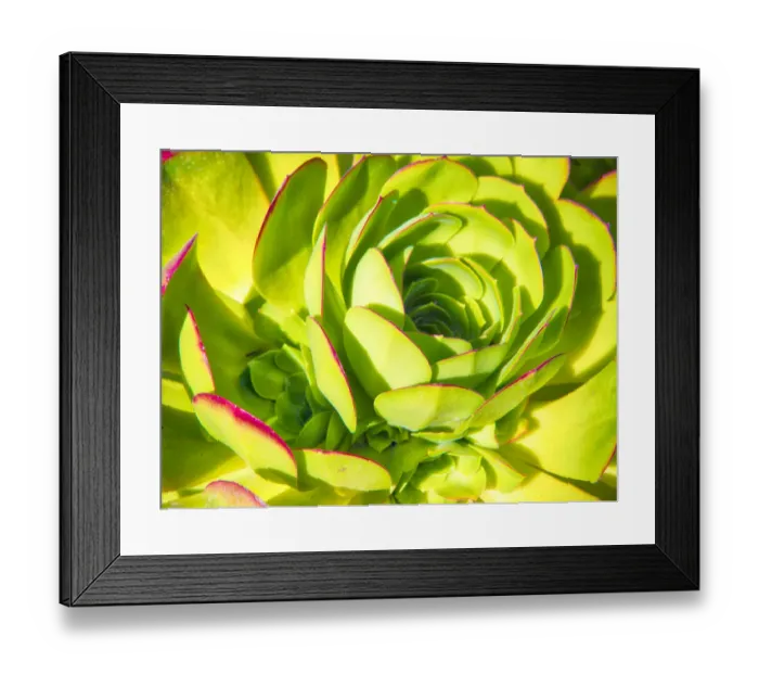 Framed Print : Closeup of a Succulent Framed Print : Closeup of a Succulent