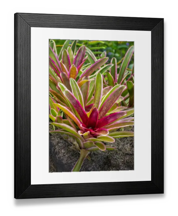 Framed Print : Bromeliad Framed Print : Bromeliad