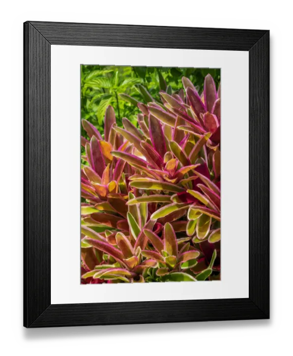 Framed Print : Bromeliad Framed Print : Bromeliad