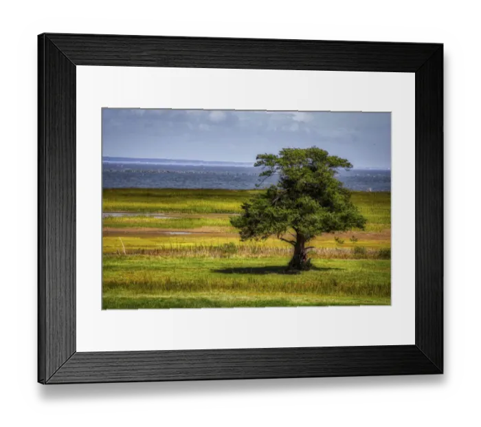 Framed Print : Lone Tree in Coastal Marshland Framed Print : Lone Tree in Coastal Marshland