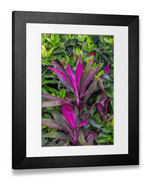 Framed Print : Cordyline fruticosa, Ti plant