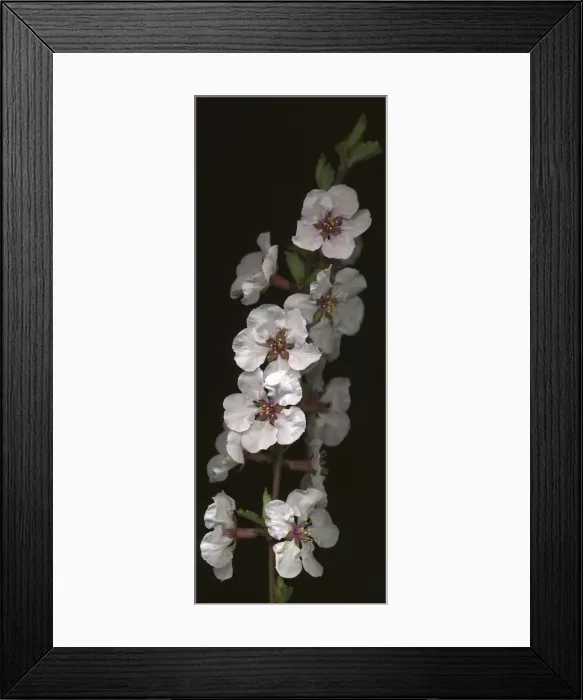 Framed Print : Cherry Blossom
