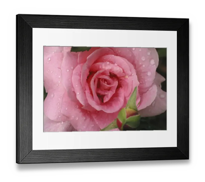 Framed Print : Pink Rose with Dew Drops Framed Print : Pink Rose with Dew Drops