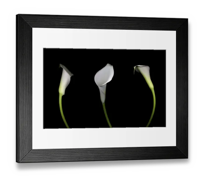 Framed Print : Calla Lily Framed Print : Calla Lily