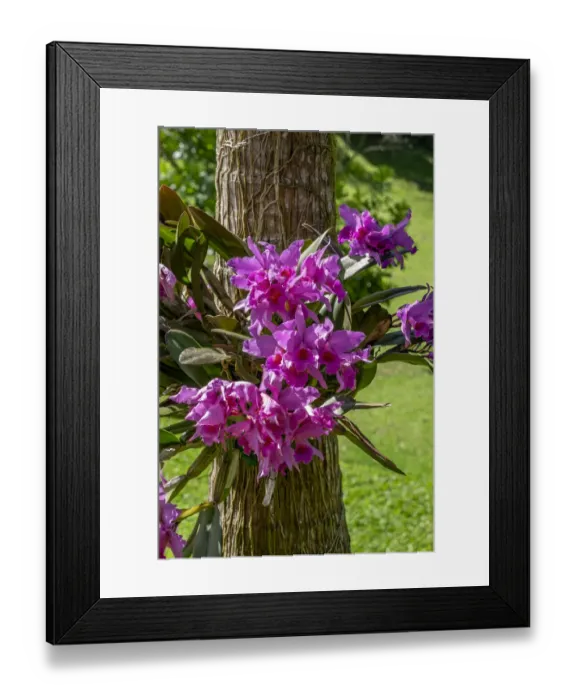 Framed Print : Cattleya Orchid