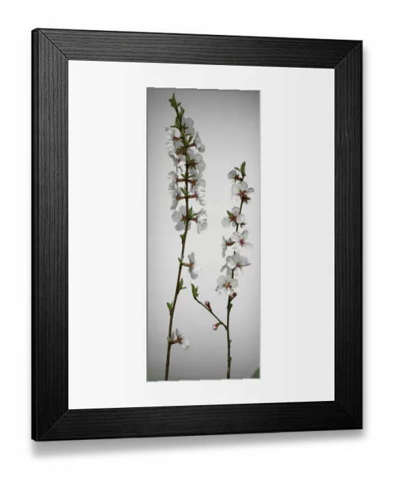 Framed Print : Cherry Blossom Framed Print : Cherry Blossom