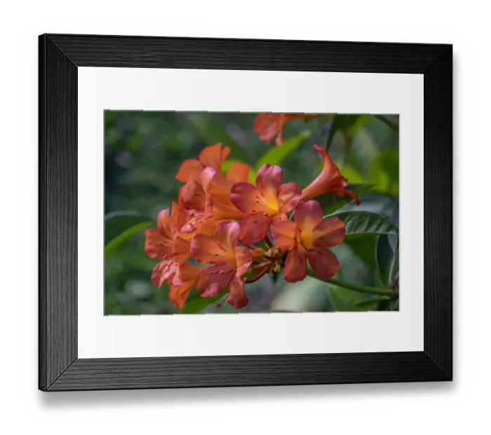Framed Print : Clivia flower