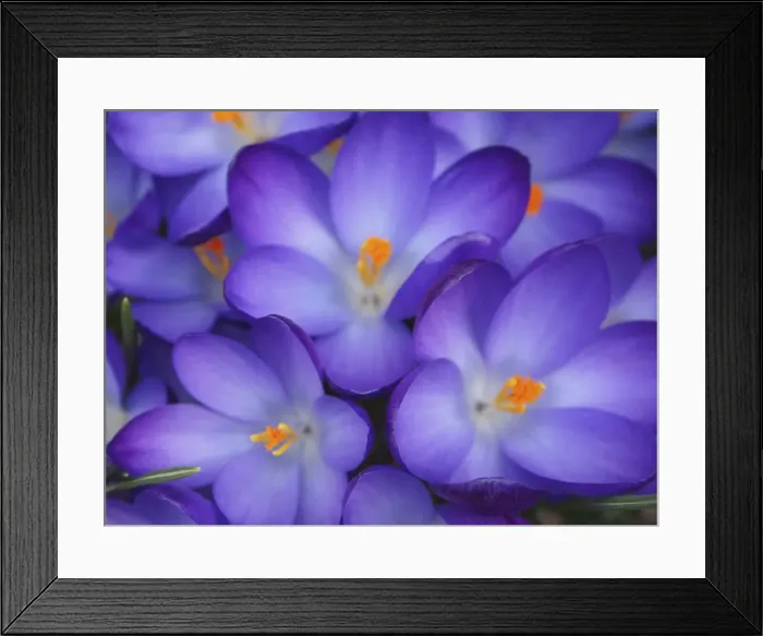 Framed Print : Purple Crocus Flowers Framed Print : Purple Crocus Flowers