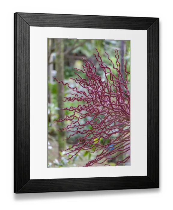 Framed Print : Coral-like inflorescence on palm tree Framed Print : Coral-like inflorescence on palm tree