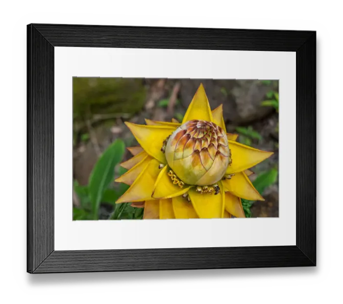 Framed Print : Chinese dwarf banana plant Framed Print : Chinese dwarf banana plant