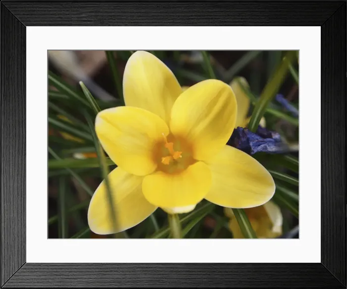 Framed Print : Yellow Crocus Flower