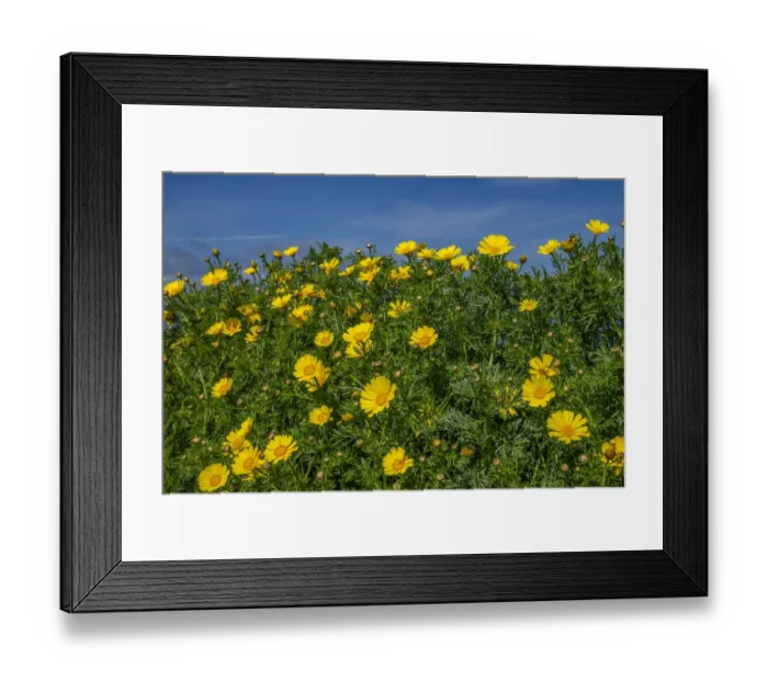 Framed Print : Crown daisy