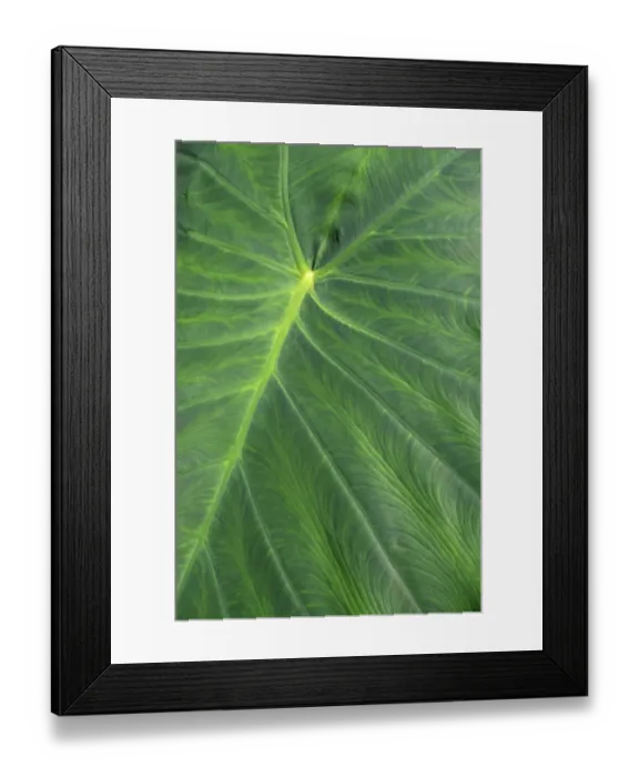 Framed Print : Detail of large tropical leaf Framed Print : Detail of large tropical leaf