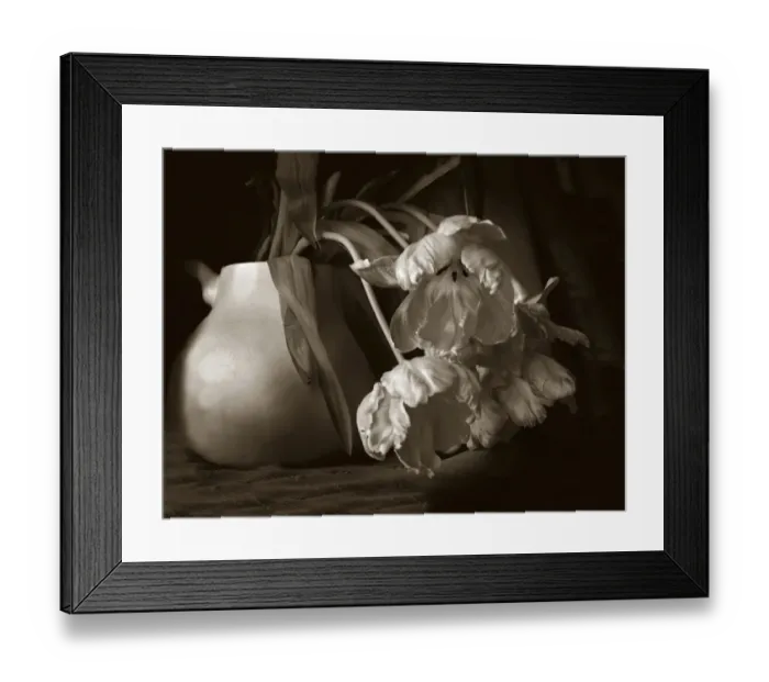 Framed Print : Sepia tone Tulips Framed Print : Sepia tone Tulips