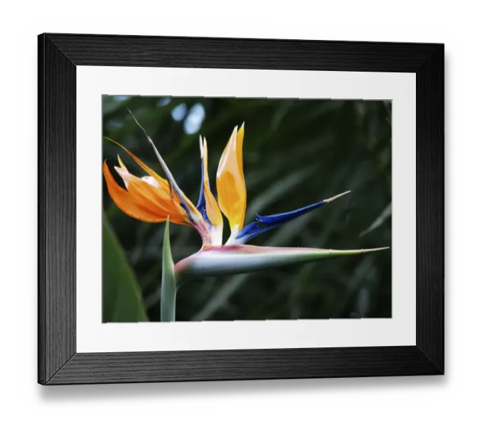 Framed Print : Bird Of Paradise Bloom Framed Print : Bird Of Paradise Bloom