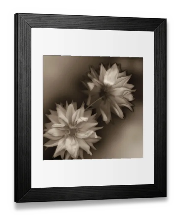 Framed Print : Sepia tone Dahlia Framed Print : Sepia tone Dahlia