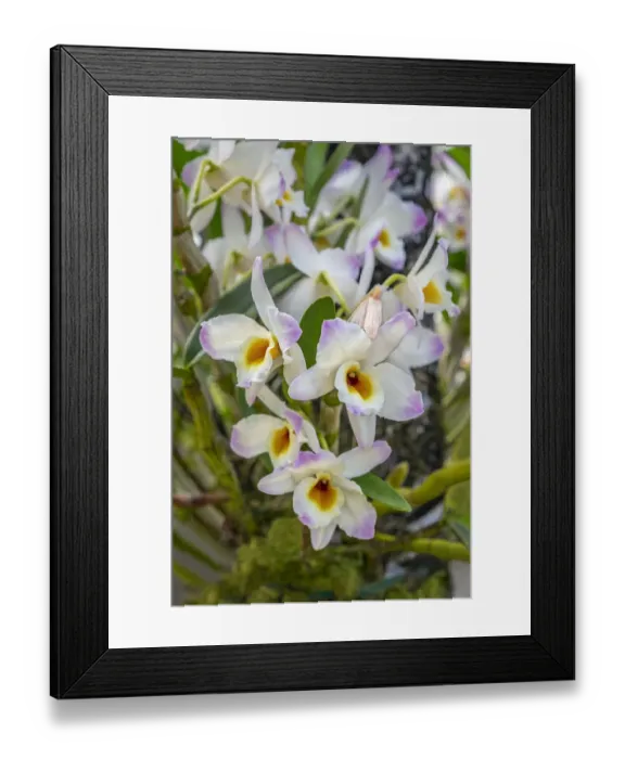 Framed Print : Dendrobium Orchid Framed Print : Dendrobium Orchid