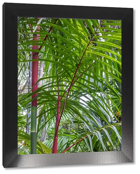 Cyrtostachys renda, palm tree