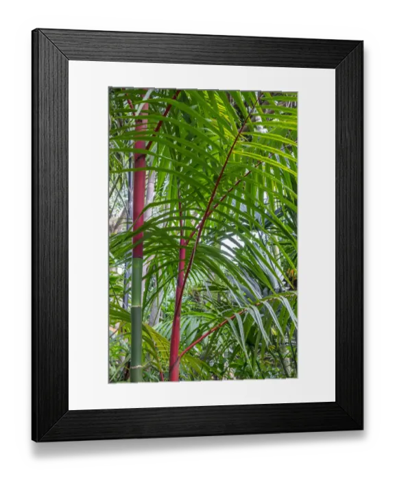 Framed Print : Cyrtostachys renda, palm tree Framed Print : Cyrtostachys renda, palm tree
