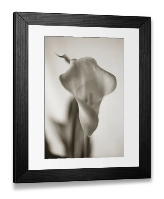 Framed Print : Sepia tone Calla Lily