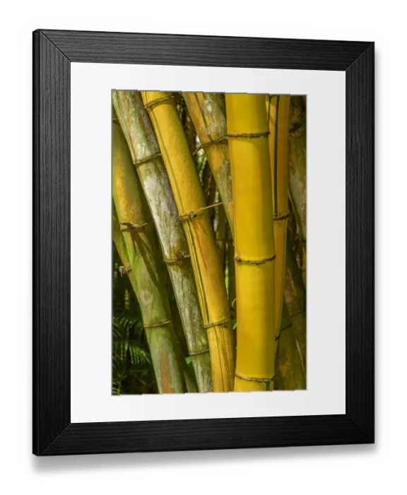 Framed Print : Detail of golden bamboo Framed Print : Detail of golden bamboo