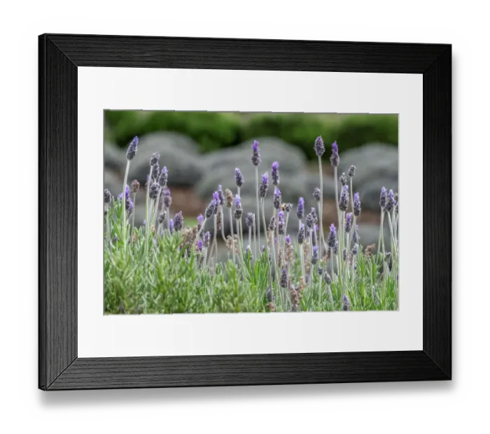 Framed Print : English Lavender Framed Print : English Lavender
