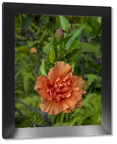 Double bloom, Orange Hibiscus