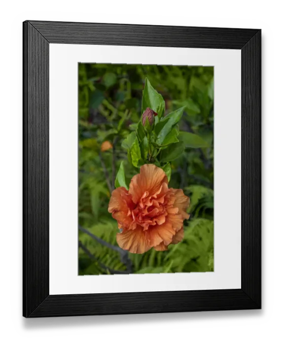 Framed Print : Double bloom, Orange Hibiscus Framed Print : Double bloom, Orange Hibiscus