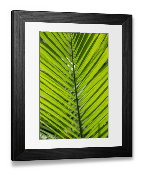 Framed Print : Detail of palm fronds Framed Print : Detail of palm fronds
