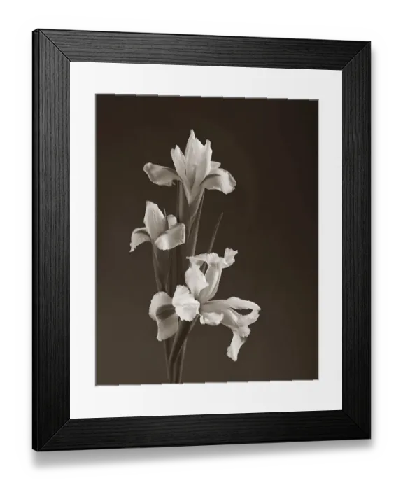 Framed Print : Sepia tone Iris Framed Print : Sepia tone Iris