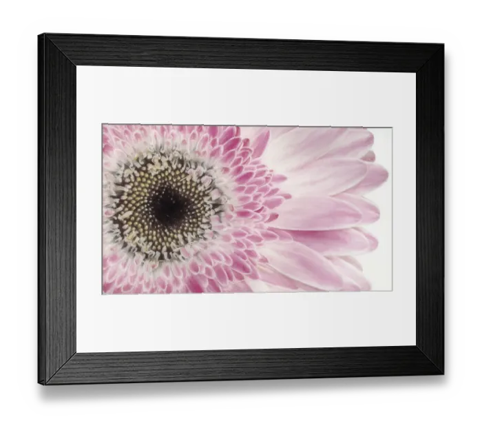 Framed Print : Gerbera Daisy. Credit as: Don Paulson  /  Jaynes Gallery  /  DanitaDelimont. com