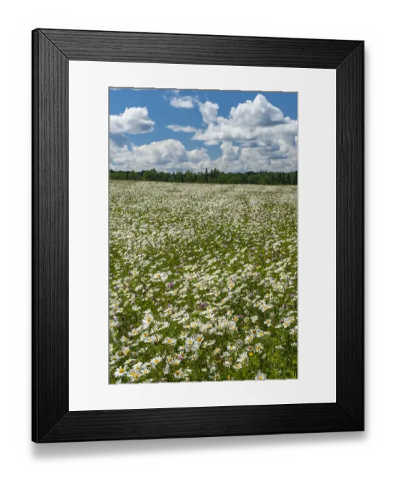 Framed Print : Canada. Field of common daisy flowers