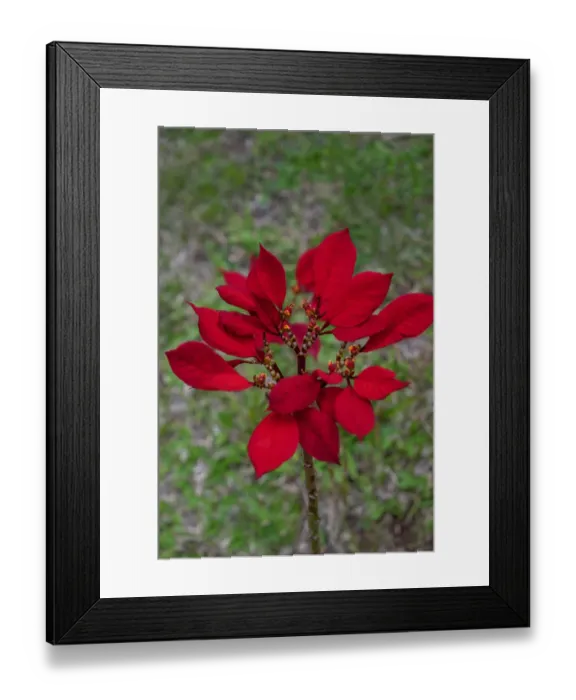 Framed Print : Dwarf Poinsettia