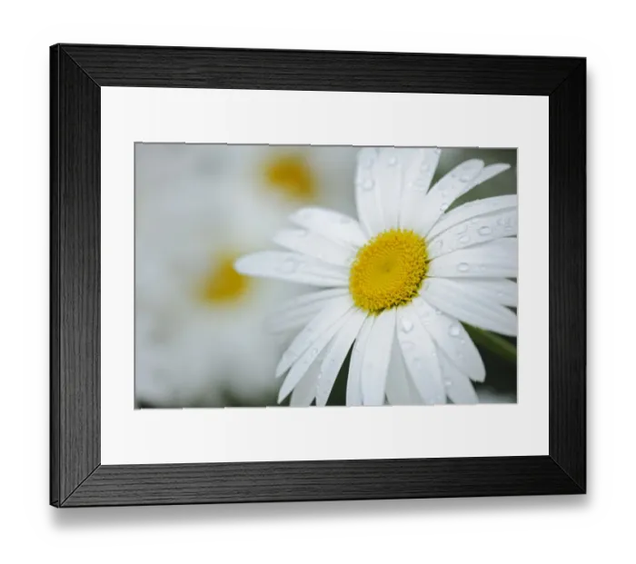 Framed Print : Canada. Close-up of dew on common daisy Framed Print : Canada. Close-up of dew on common daisy