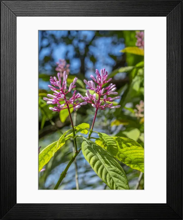 Framed Print : Firespike plant
