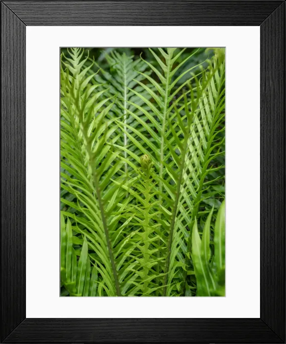 Framed Print : Fern Framed Print : Fern