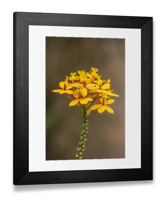 Framed Print : Fire-star Orchid Framed Print : Fire-star Orchid