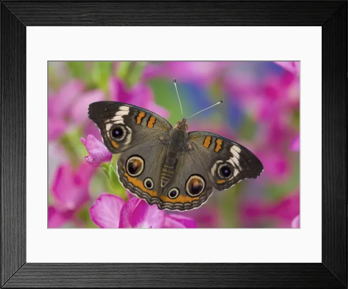 Framed Print : Buckeye Butterfly on pink flower. Sammamish, Washington State
